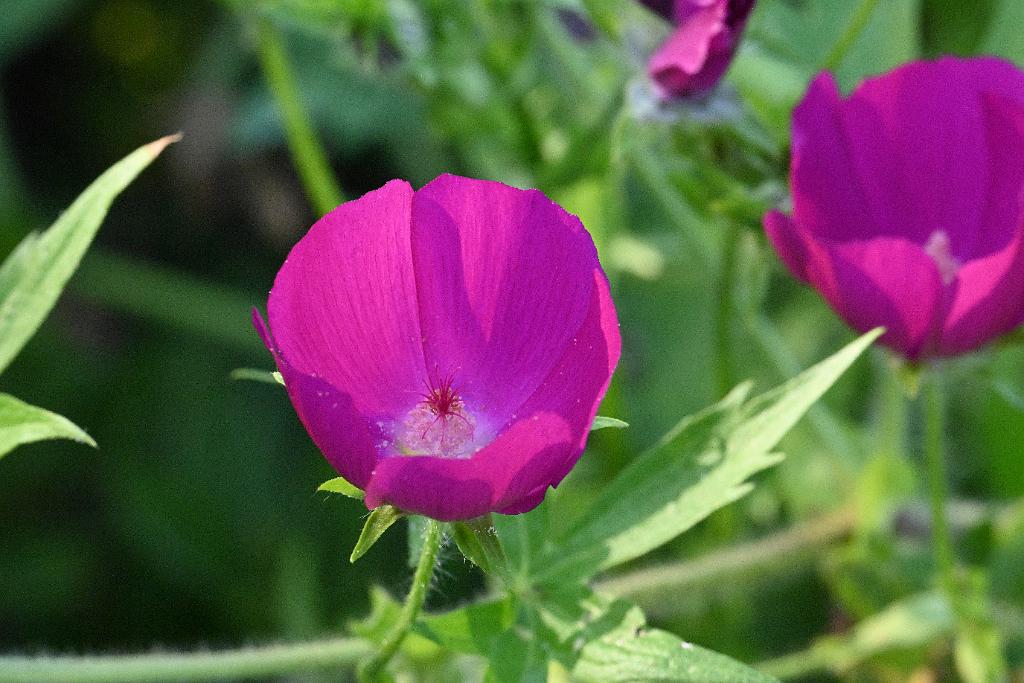 2025-07179613 Tower Hill Botanic Garden, MA.JPG - Purple Poppy Mallow (Callirhoe involucrata). New England Botanic Garden at Tower Hill, MA, 7-17-2025